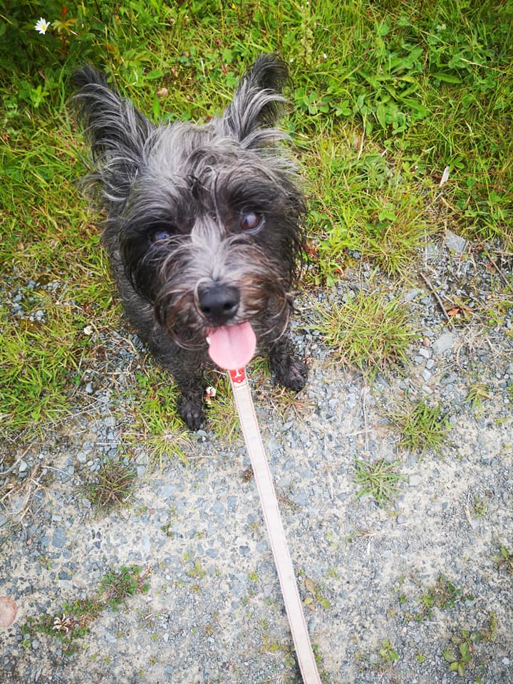The Licorice