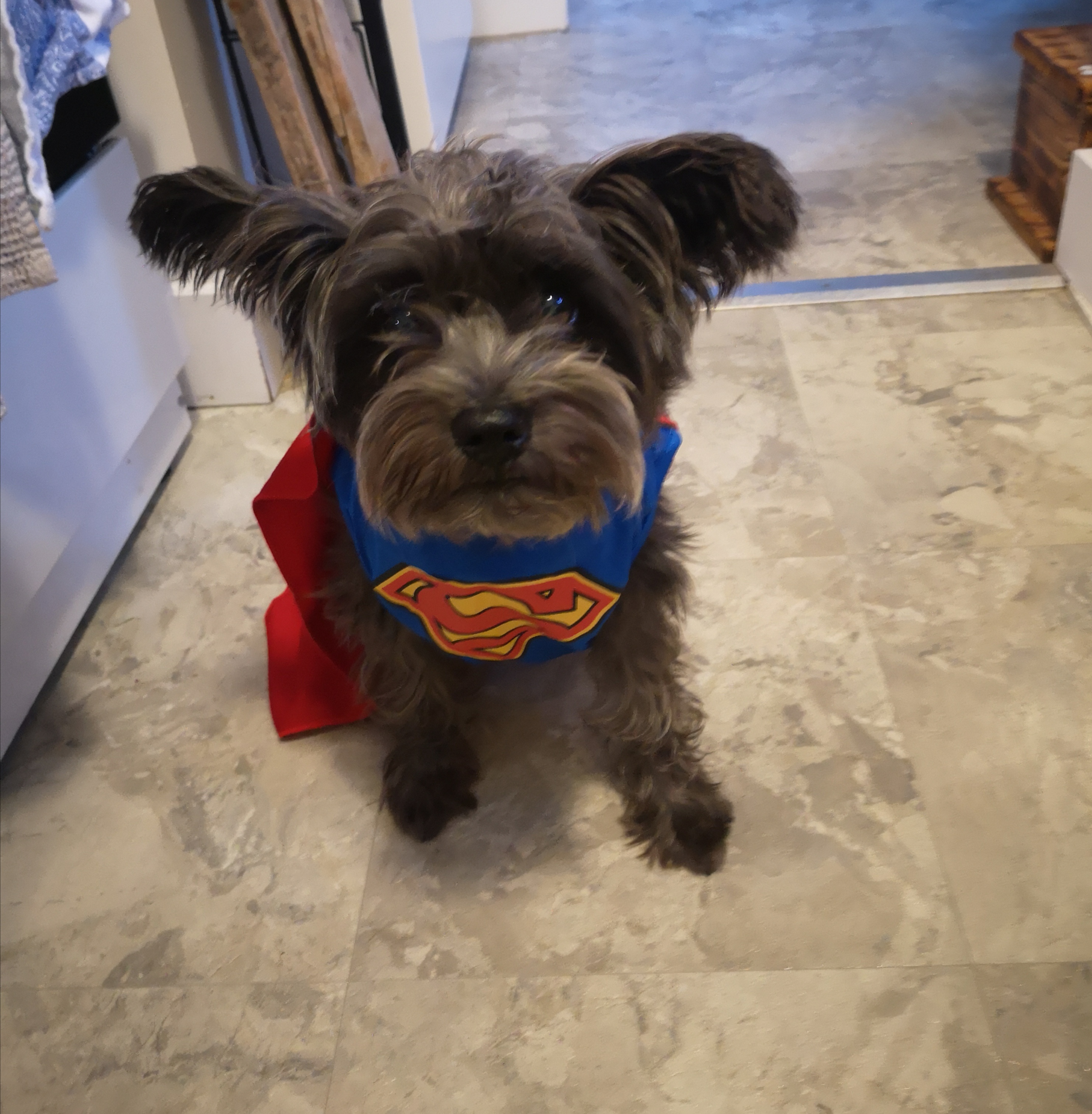 Super Pup