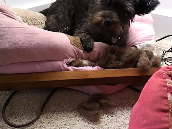 Why Eating Your Dog Bed Is a Bad&nbsp;Idea