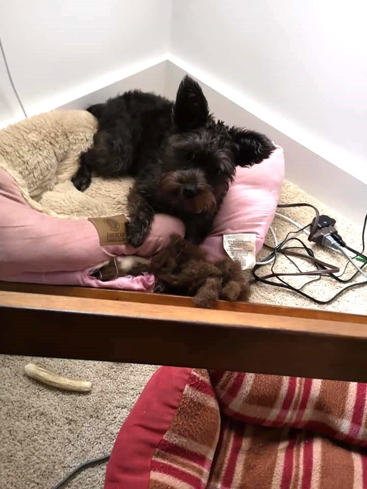 Dog in dog bed and eating the stuffing.