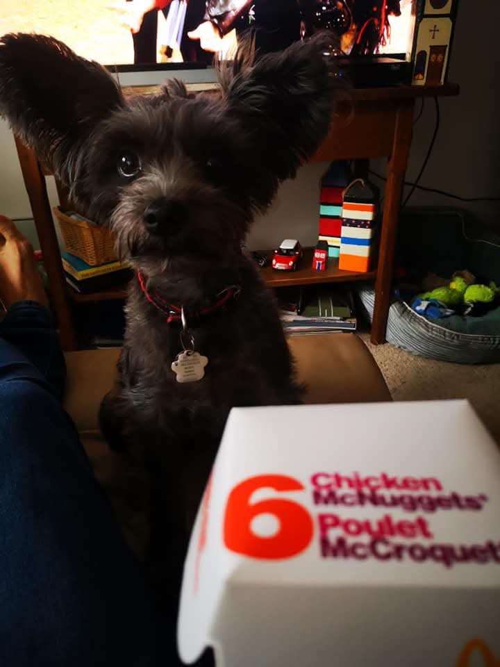 The Joy of Junk Food: Schnauzers and McNuggets