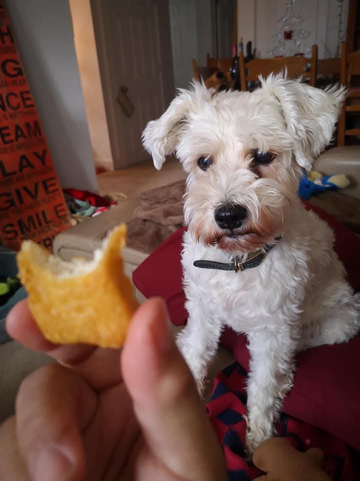 Sambuca, the mini-schnauzer staring at a chicken mcnugget.