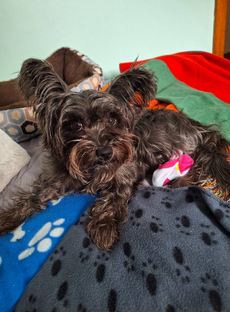 Appy’s Boo Boo: Overcoming Paw Pain with Style