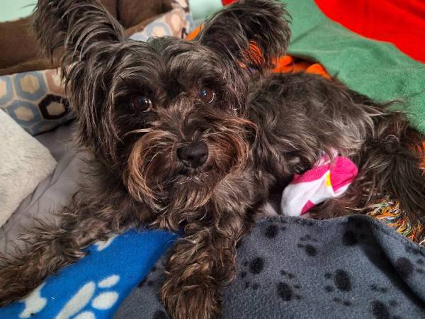 Appy’s Boo Boo: Overcoming Paw Pain with&nbsp;Style