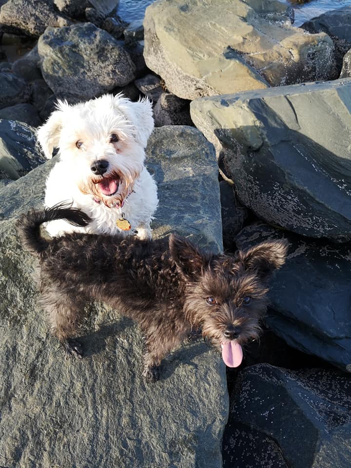 Three Peas in A&nbsp;Pod