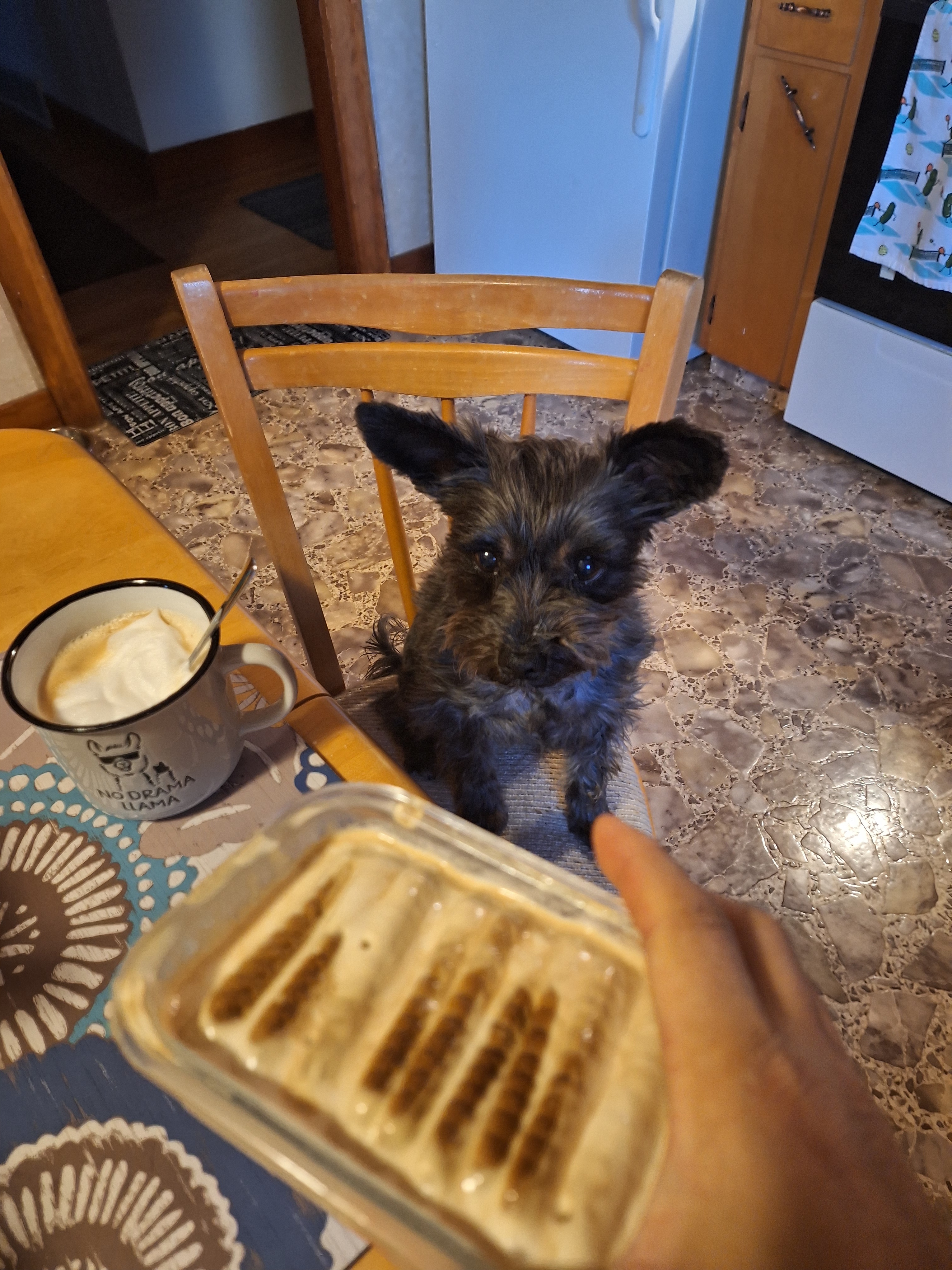 I’m a Dog, but Even I Know This 2‑Ingredient Japanese Cheesecake Is Viral