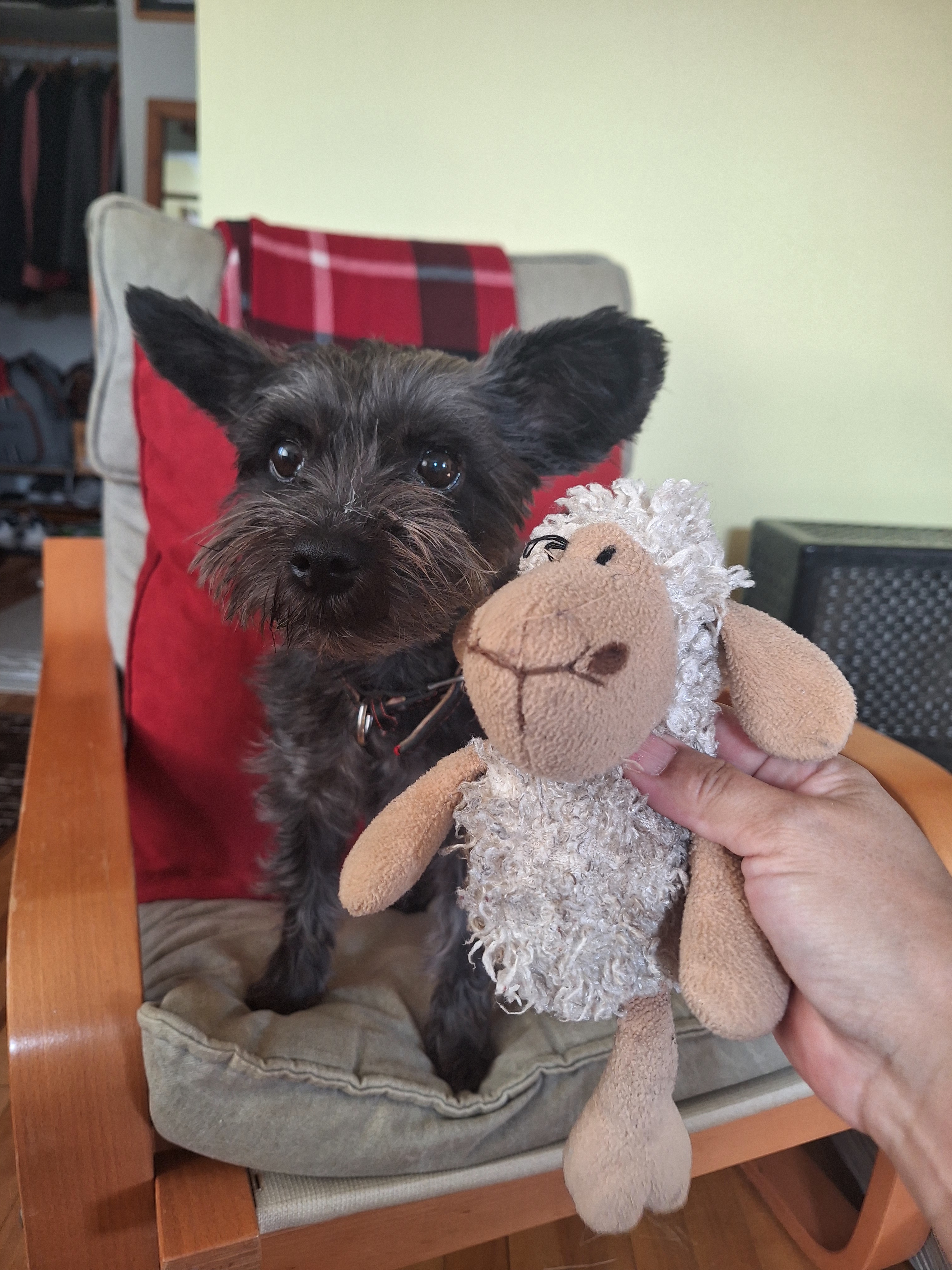 From Naps to Adventures: A Day in the Life of Me and Sheepy
